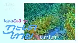 โลกสลับสี ชุด ทะเลไทย: ปะการัง ตอน 1 (2533)