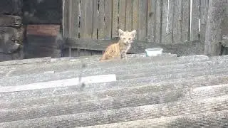 ЛОВИМ КОТЁНКА