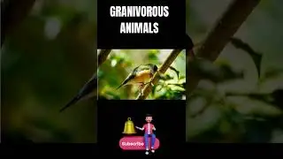 GRANIVOROUS ANIMALS Names and Sounds 