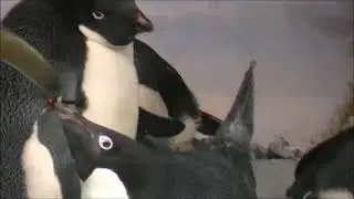 ペンギンの交尾   名古屋港水族館 1(Спаривание пингвинов в аквариуме порта Нагоя 1)