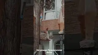 белка в Ялте