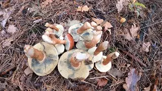 Mushrooms October 2023 / Mushroom picking in Kyiv region in Ukraine / Polish mushrooms