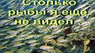 Реально много!Смотреть рыб,вы еще столько не видели!
