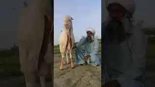 King Breeder Of Mangal Khan Bugti | Nagra Farm