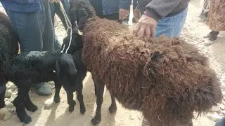 MAYDA MOLLAR NARHLARI QIZIRIQ MOL BOZORI 2022 КИЗИРИК МОЛ БОЗОРИ 2022 