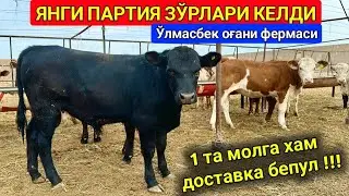 ЯНГИ ПАРТИЯ ЗЎР ЗОТДОР МОЛЛАР КЕЛДИ ЎЛМАСБЕК ОҒА ФЕРМАСИ Ангус, Симментал, Аулиекол... 6-май 2024 г.