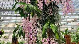 E CÓ 10 GIÒ LAN TÁC PHẨM ĐƠN THÂN  ĐANG NỤ 0869311186 || PHONG LAN RỪNG