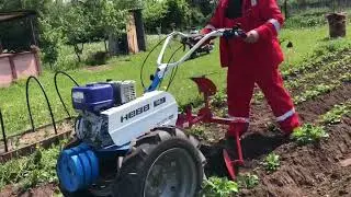 Первое окучивание картофеля