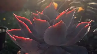 A taste of Summer