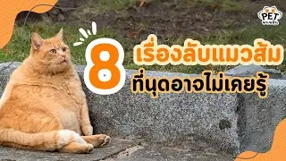 8 เรื่องลับแมวส้มที่นุดอาจจะเคยไม่รู้   | นุดรู้ไหม EP.3