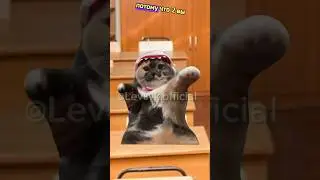 До какого города дошло это видео🤔🤨#хочуврек#котики#футажи#shorts Автор звука:@kikkadim