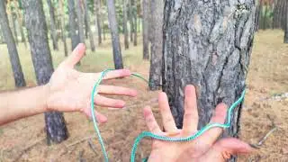 5 Essential Life Hacks for Your Next Forest Trip | Outdoor Survival Tips