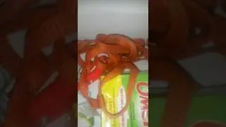 Новогодние подарки для кошек