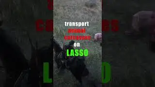 Perfect Animal Transport: Using the Lasso in RDO #shorts