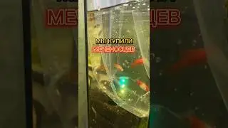 КУПИЛИ МЕЧЕНОСЦЕВ 🥹😍 
