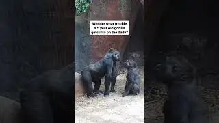 Baby gorilla Charlie Hilarious Moments 😂🦍