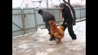 Aboriginal Caucasian Shepherd Hranitel Gor Patiala