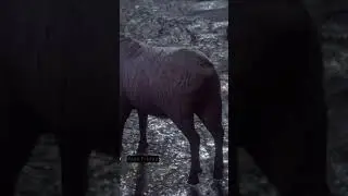 Цитаты Ведьмака на все случаи жизни