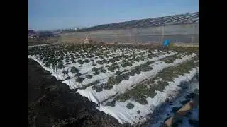 Первые работы с клубникой, готовимся к весне.