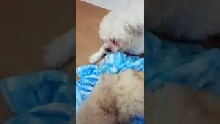 Anjing ribut karena rebutan selimut.. 😆😁