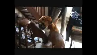 Gus, mon 3e boxer !