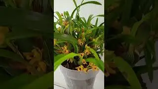 Цветение максилярий