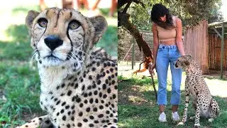 Living With Big Cats 2022