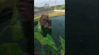criação intensiva de tilápias saalada