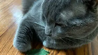 Tom and a leaf