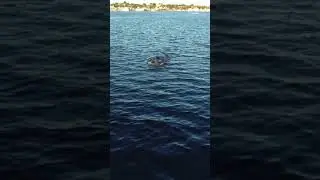 Dolphins on set of Random Tropical Paradise