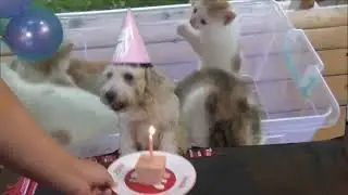 My Dog's 8th Birthday celebration during Lockdown