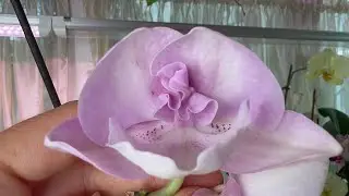 Первый полив после отдыха 🌸 Сорта в описании 👇