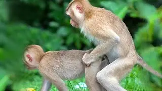 5 Minutes of Monkeys Humping in the wild