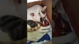 cute cute babies #viral #cat #animallover #animals #animalsvideo #catbaby