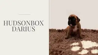 Hudsonbox Darius @ 3 weeks old