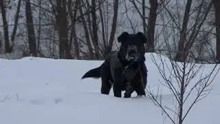 Щенок вырос. The puppy has grown.