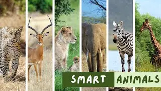 Top 5 Smartest Animals and Their Incredible Skills