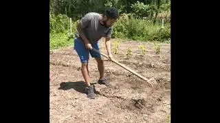 Plantation Choux et préparation  du sol