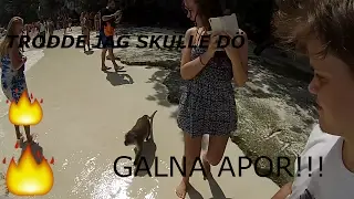 Thailand Del 3 (Phi-Phi Island) - Aporna attackerade oss !