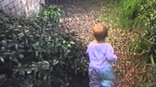Туповатые коты