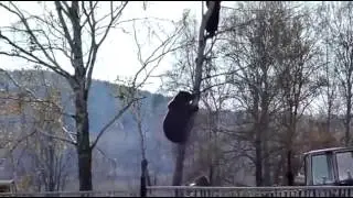 bear is trying to eat a human that climbed up a tree