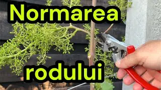 Vine yield standardization for table grapes.