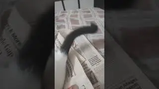 #mykitty