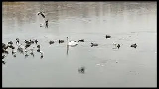 На озере, одинокий лебедь.