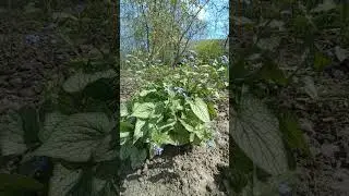 Брунера ( Brunnera )