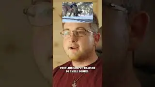 If He Was There, These Dogs Would Have Found Him 