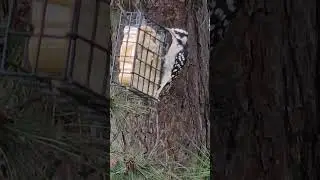 Hairy woodpecker female