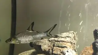 Rehoming a bala shark | Fish