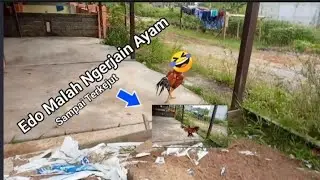 Siap Ngerjain Ayam, Sampai Terkejut 😂😂😂 [EdoTV]