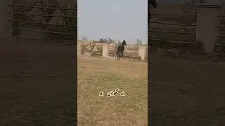 Waaah Ghori Waaaah | Sohni Golden Ghori | Malik Farm